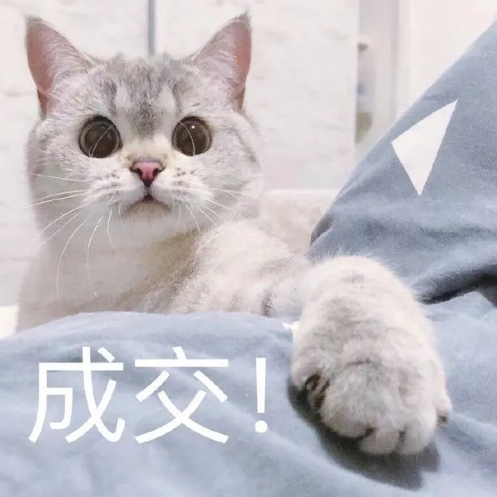 【猫咪表情包】一组臭娜娜超可爱的猫咪表情包