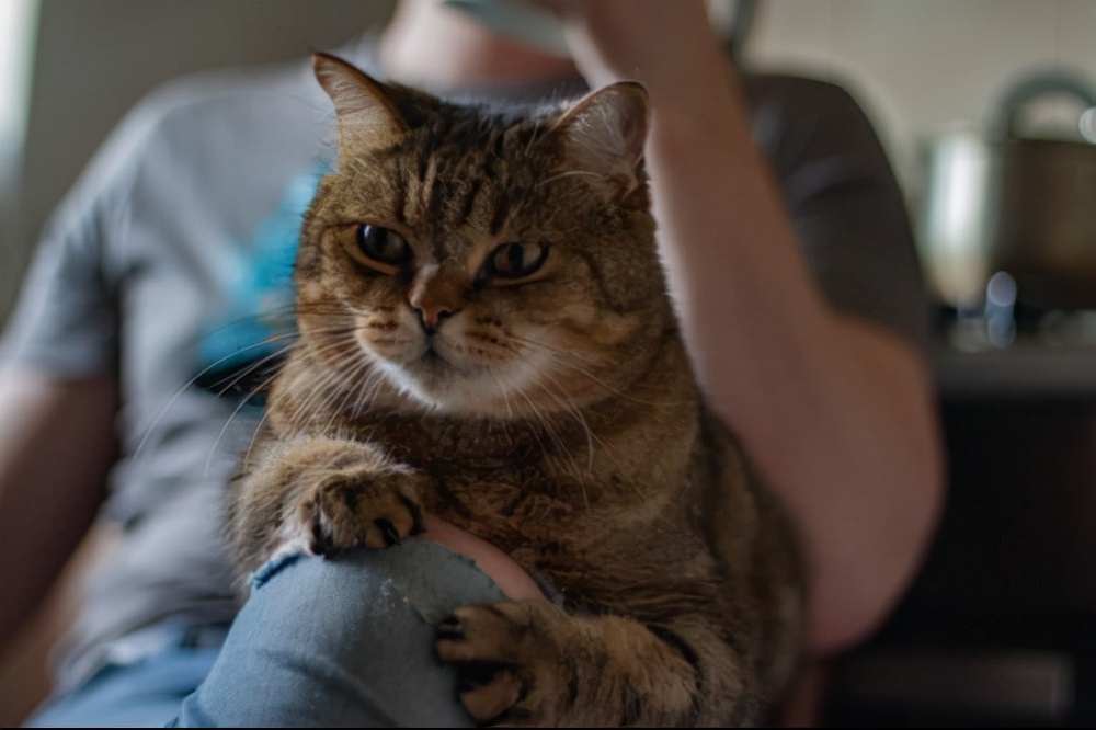 猫咪吃卵磷脂还是鱼油好？