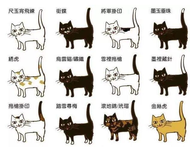 新手如何挑选猫咪呢？