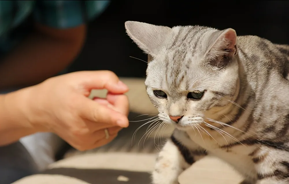 怎么样才算把美国短毛猫养成熟了？