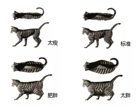 如何把猫咪科学的养胖？（猫咪科学增肥发腮指南）