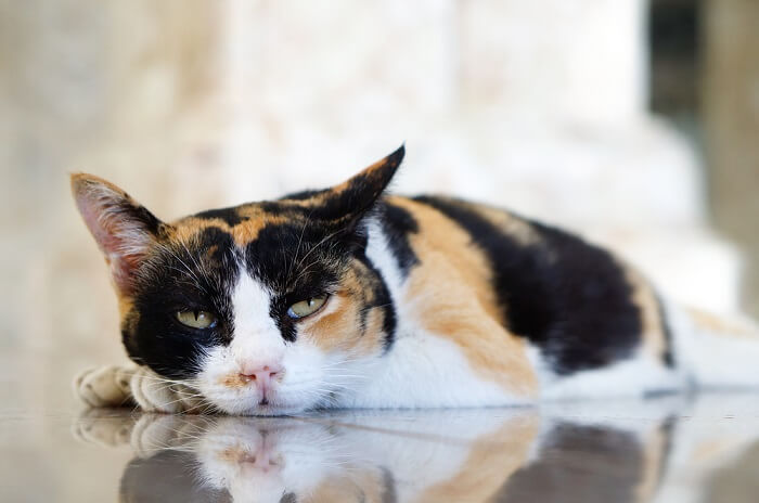 猫咪厌食怎么办？如何解决猫咪厌食？