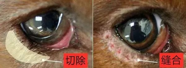 猫眼内翻的形成原因、症状及治疗