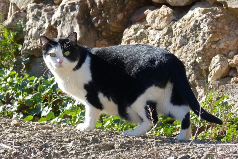 中华田园猫之黑白花猫（奶牛猫）品种介绍