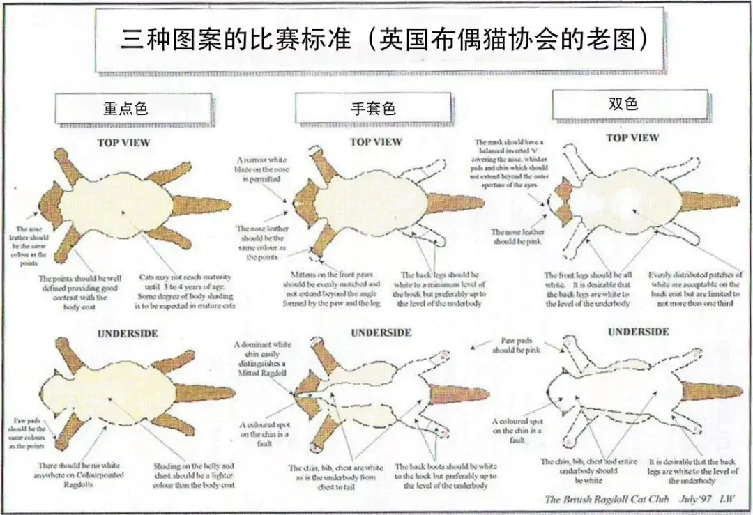 布偶猫的CFA评判标准