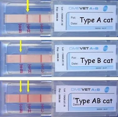 为什么90%的猫咪都是同一种血型？