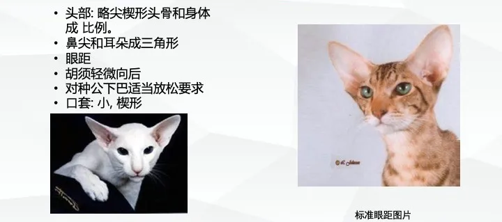 东方短毛猫的CFA品种标准