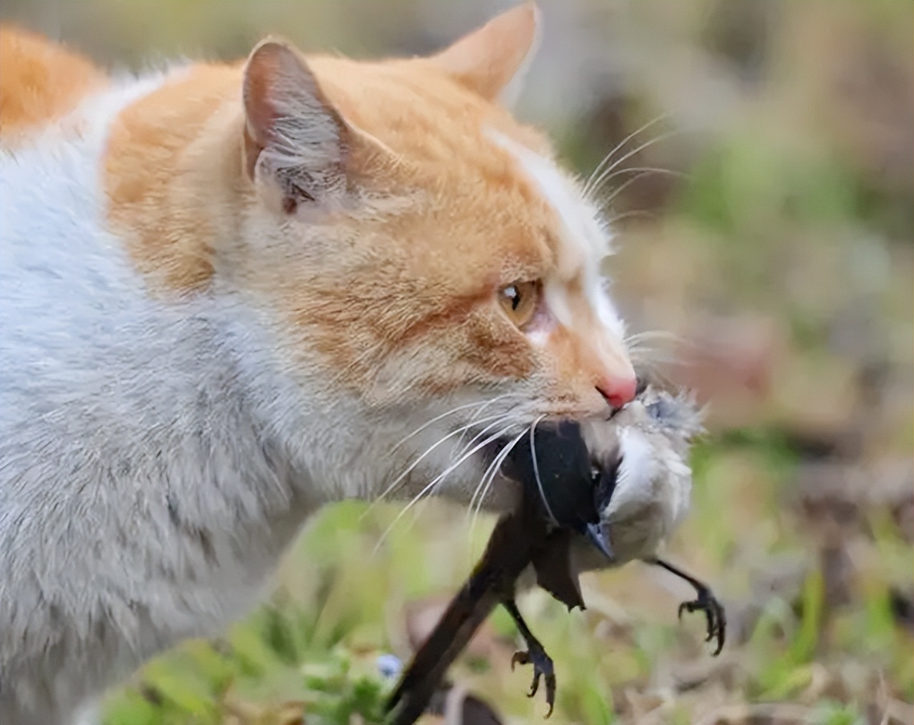 那些喂食流浪猫的人，到底是什么样的人？