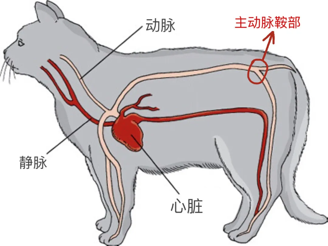 猫咪后肢突然瘫痪，可能是猫咪突发动脉血栓栓塞