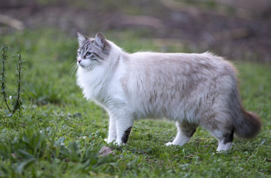 0种知名的猫咪，你认识几种呢？"