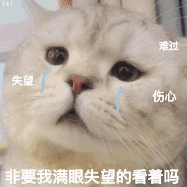 伤心流泪猫猫头表情包插图1