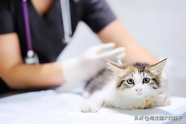 猫疫苗预防哪些病(猫咪疫苗可以预防什么病)