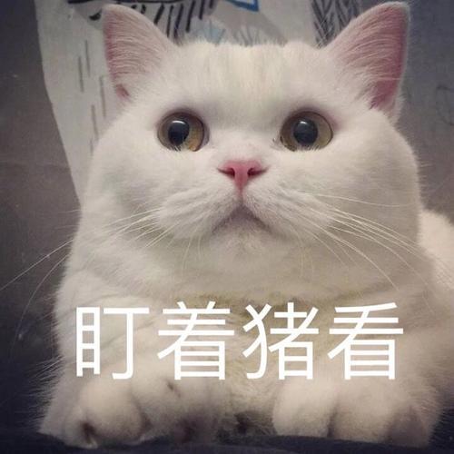 猫咪是怎样认出主人的？这些方式，真是万万没想到