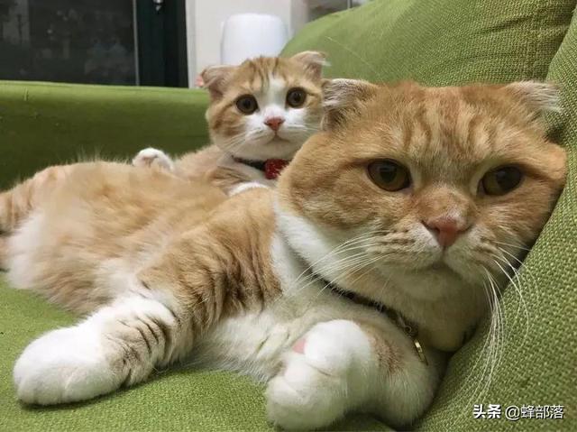 猫叫春是怎么回事(猫咪一直叫怎么办)