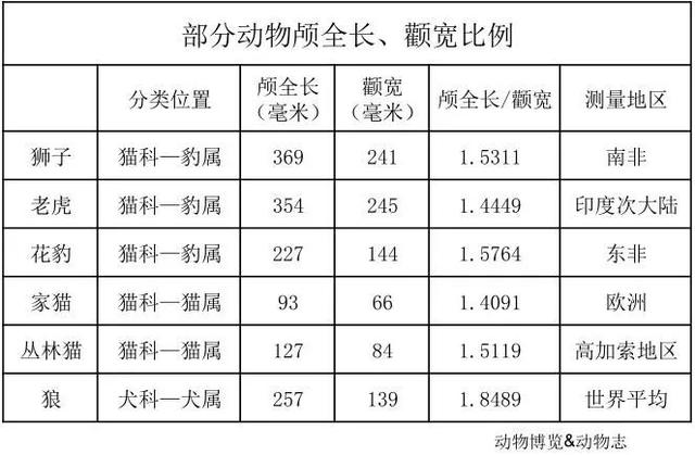 狮子是猫科动物吗(狮子属于猫科动物吗)