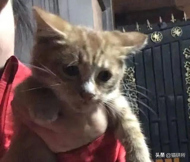 猫的年龄怎么计算(猫的年龄计算方法)