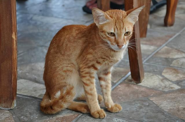 猫咪快生了有啥反应(猫多久驱虫一次比较好)