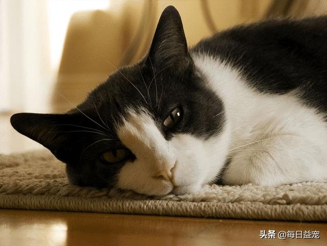 猫的记忆力有多长(猫的记忆力有多长时间)