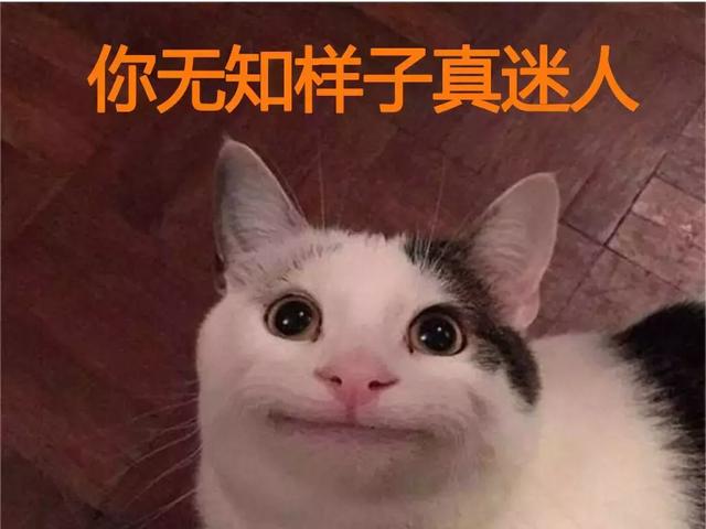 猫虱子跳到人身上怎么办(猫虱子怎么彻底去除最简单的方法)