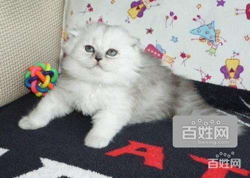 小猫的品相由谁决定 公猫会遗传给小猫什么