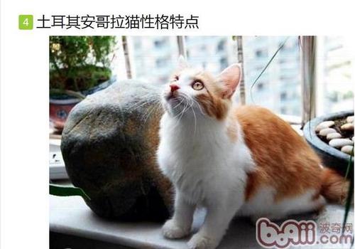 猫吐了一堆软化的猫粮 猫吐了猫粮和黄黄的糊是什么