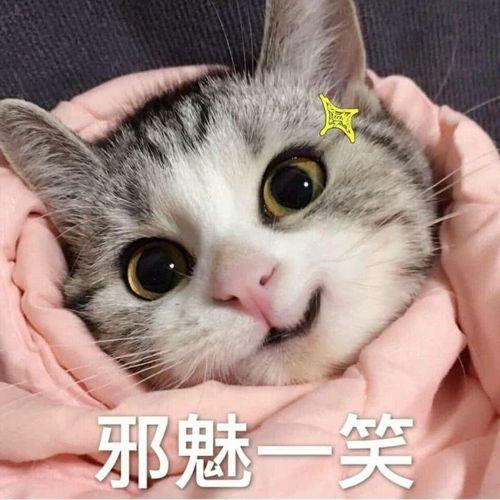 小猫的照片卖萌图片(小猫的照片可爱)