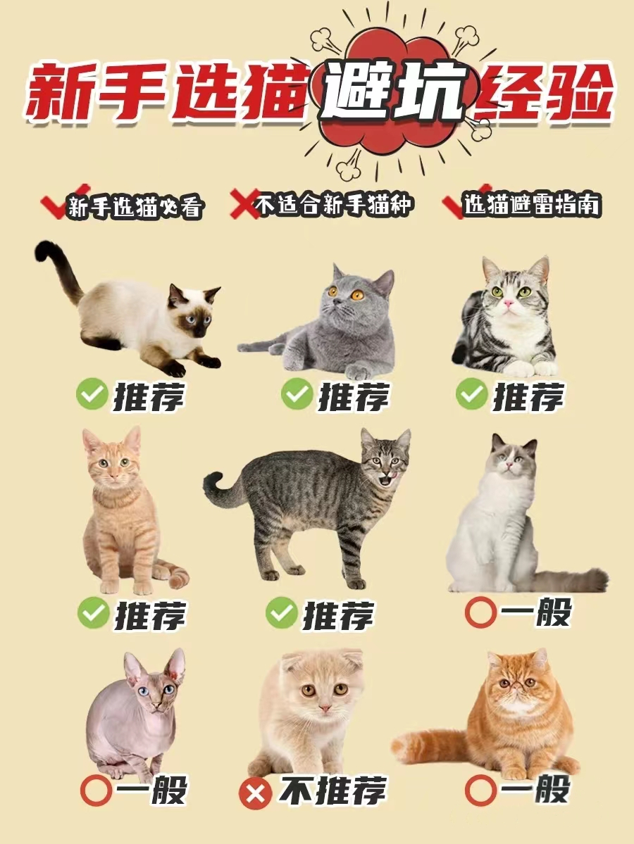 新手选猫必看！有哪些选猫避坑经验？