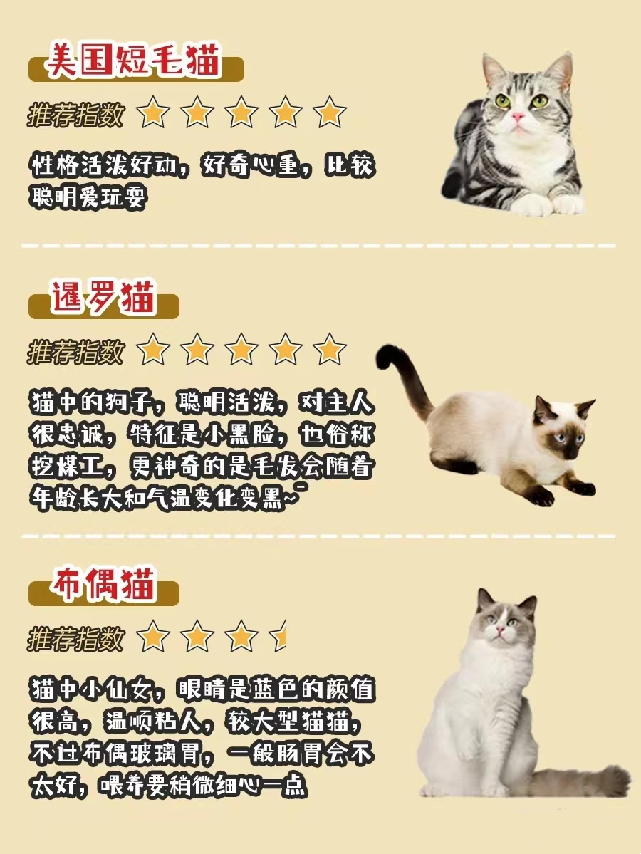 新手选猫必看！有哪些选猫避坑经验？