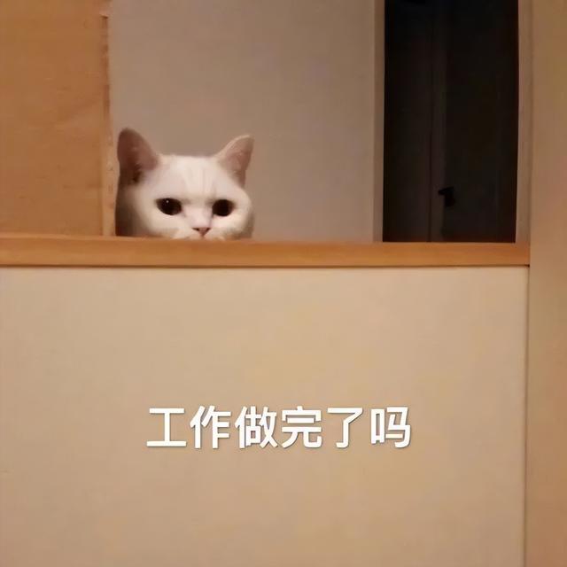 小猫表情包(小猫表情包沙雕)