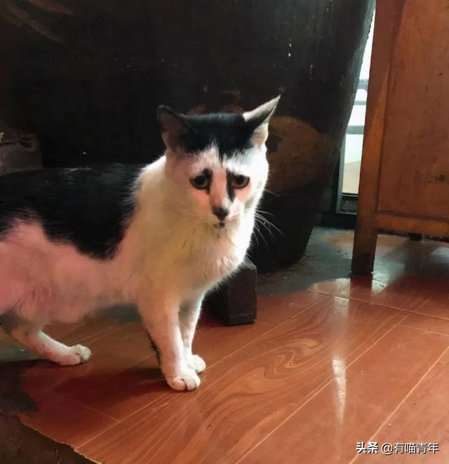 世界上最丑的猫长什么样(世界上最丑的猫图片)