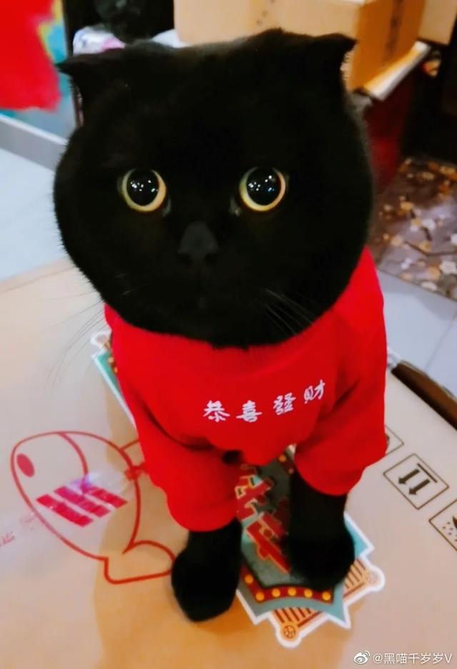 英短黑猫(英短黑猫和黑猫区别)