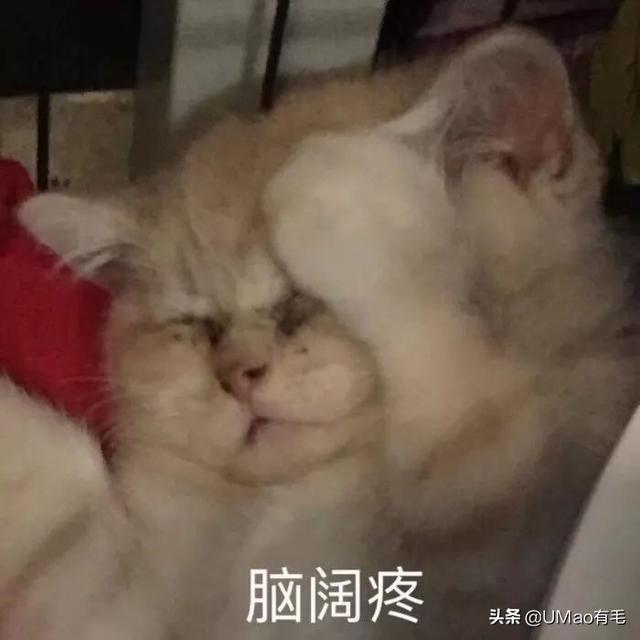 猫打喷嚏会传染给人吗(猫打喷嚏会不会传染给人)