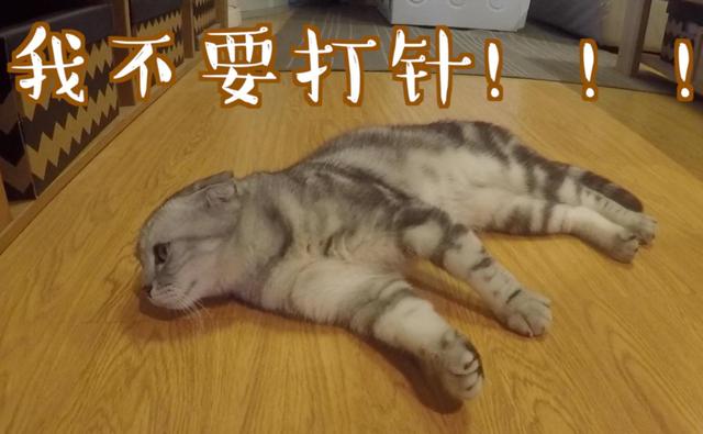 猫几个月打疫苗(两个月左右)