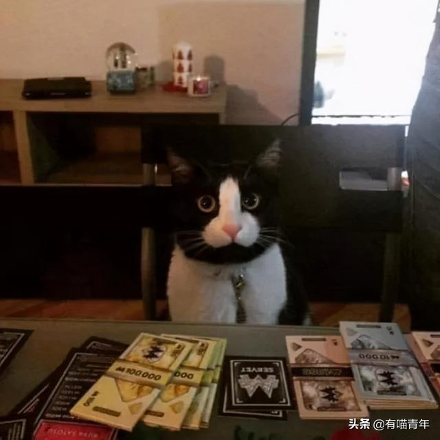 世界上最丑的猫长什么样(世界上最丑的猫图片)