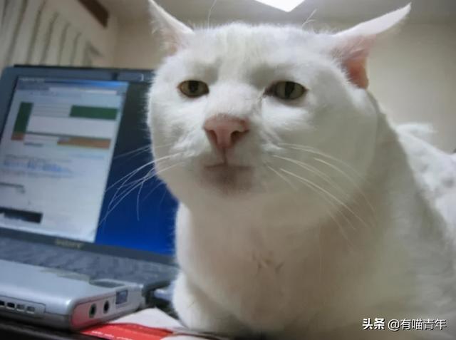 世界上最丑的猫长什么样(世界上最丑的猫图片)