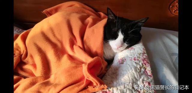 猫疱疹病毒能自愈吗(猫疱疹病毒可以自愈吗)