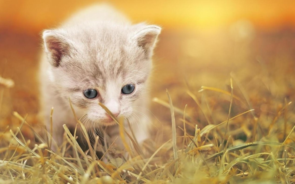 猫驱虫药什么牌子好(哪个牌子的猫驱虫药好)