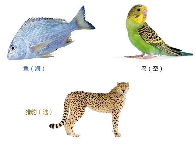 狮子是猫科还是犬科(狮子是猫科还是犬科动物)