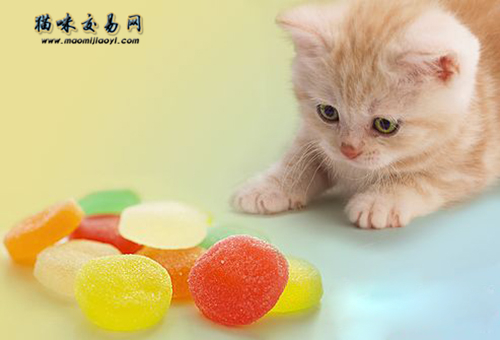 宠物猫品种谁的胆子小？暹罗猫为什么总是那么害怕人？