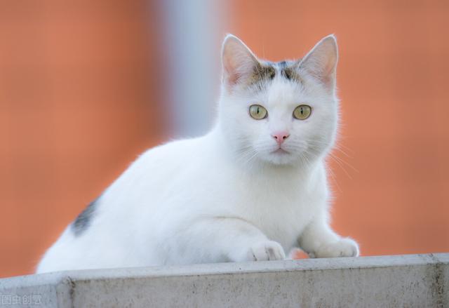 猫的眼屎黑色结痂(猫的眼屎黑色结痂怎么处理)