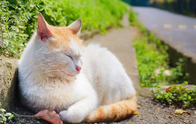 猫呼噜呼噜叫代表什么(猫呼噜声)