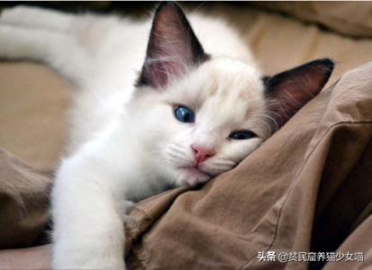 猫黑下巴不治疗要紧么(猫黑下巴不治疗可以吗)