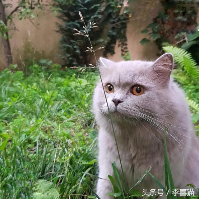 猫吃草是什么征兆(猫吃草是为什么)