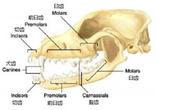 猫为什么爱吃鱼(猫为什么爱吃鱼和老鼠)