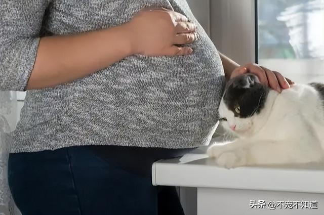 怀孕养猫对胎儿有什么影响(怀孕养猫需要注意什么)