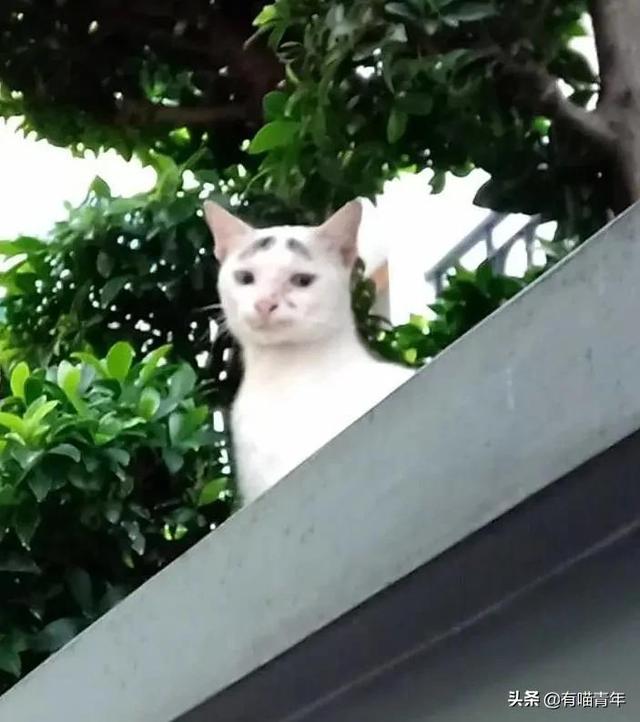 世界上最丑的猫长什么样(世界上最丑的猫图片)