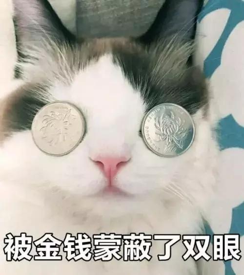 猫薄荷对猫有危害么(猫薄荷对猫是否有害处)