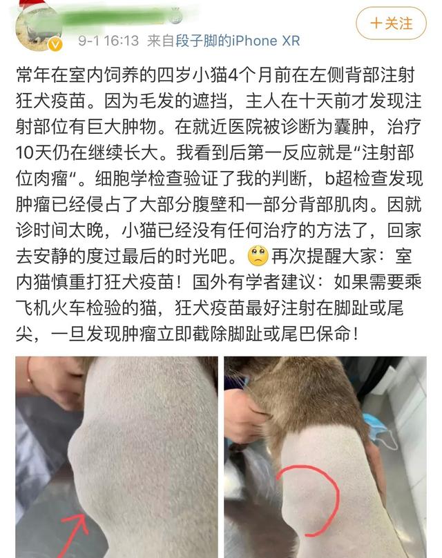 猫用英语怎么说(猫用英语怎么说读音)