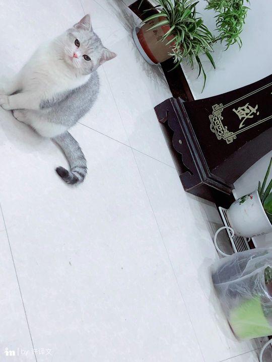 蓝猫和银渐层配出来是什么(蓝猫和银渐层配出来是什么猫)