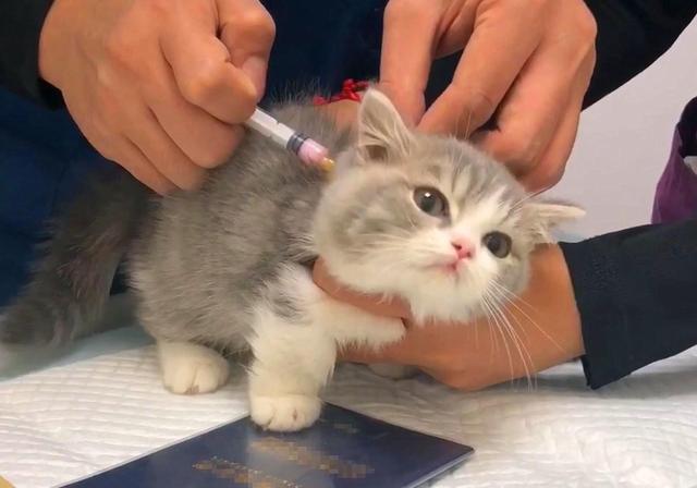 猫打喷嚏是怎么回事(开空调猫打喷嚏是怎么回事)